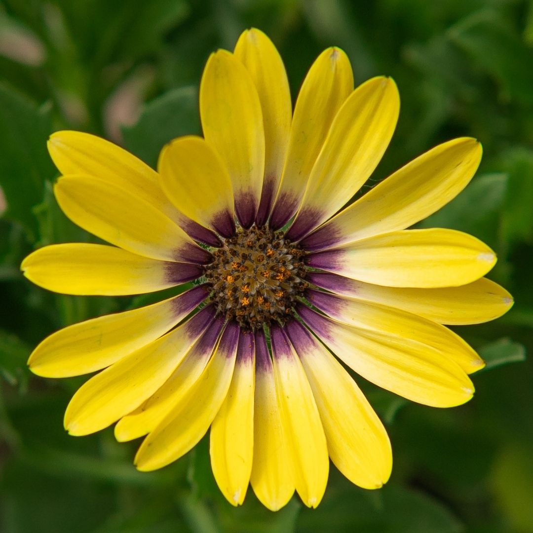 Osteospermum – Blue Eye Beauty – 4.5″ Pot